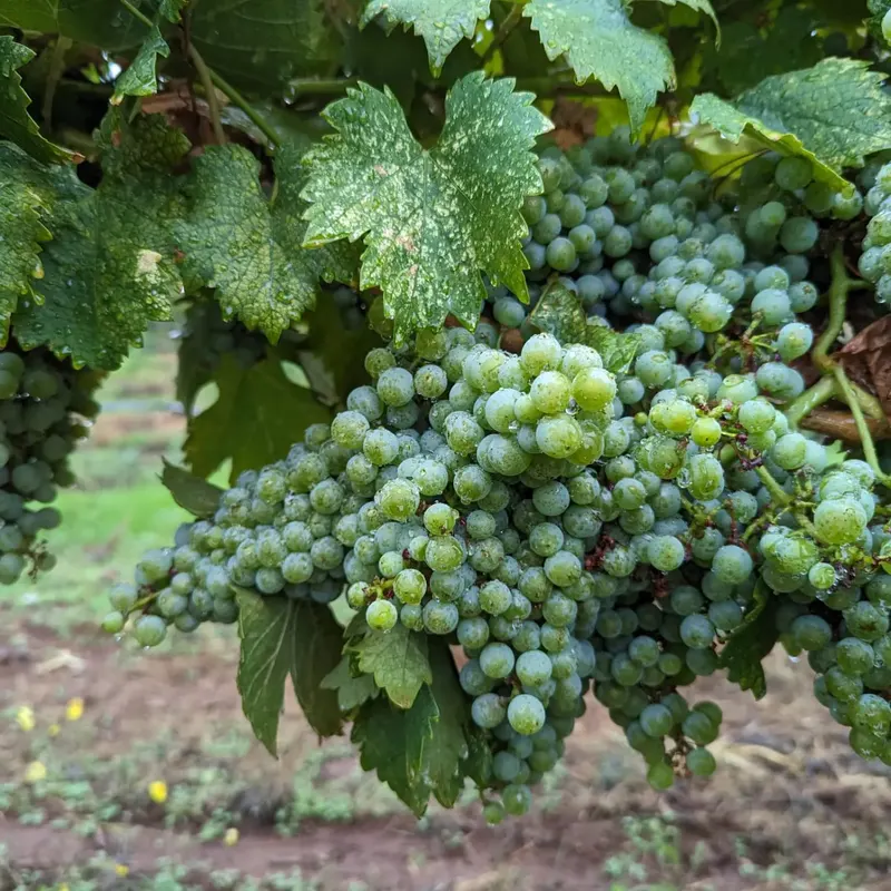 Green grapes on the vine at Biama Vineyard, Apple Hill